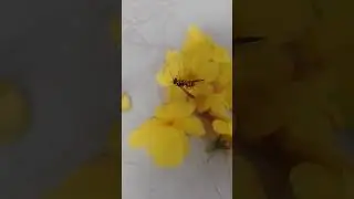 bee cleaning her self ASMR