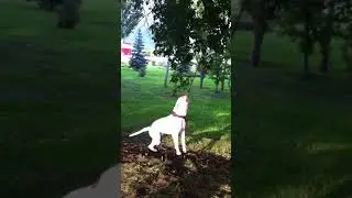 Американский бульдог Уфа