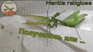 Получилось или ... спаривание богомолов Mantis religiosa Богомол религиозный