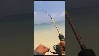 Spot predator tackle UL sampe dibuat kewalahan #611