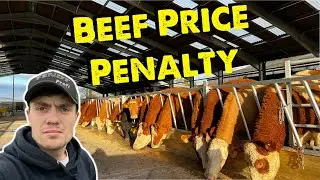 Strong Beef Price But Our Cattle Don’t Make The Grade  | Water Blow Out