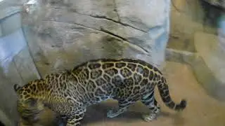 San Diego Zoo Pre-Covid 19 Big Cat Area footage 2018/03/08