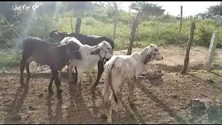 MAIS UNS BEZERROS VENDIDOS ATRAVES DO CANAL