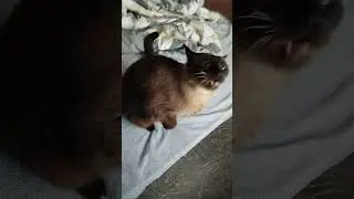 Не в настроении... #кот #cat