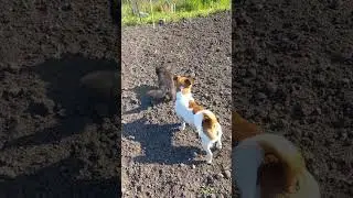 Рекс і Пишний дуркують