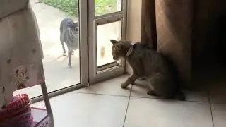 СМЕШНЫЕ КОТЫ И КОШКИ 2020 ПРИКОЛЫ С КОТАМИ И КОШКАМИ