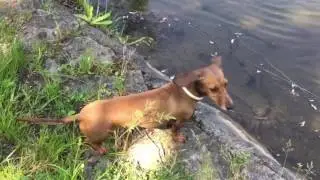 Dachshund - Betty