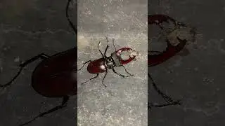 Майский жук часть 2 
