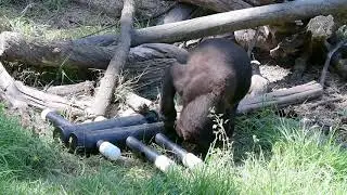 Sun Bear Ting Ting August 23, 2019