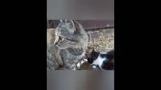 Завтрак туристов 