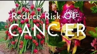 This Fruit Controls Cholesterol, Fights Diabetes, Cancer and More!