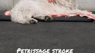 Foundation Massage Strokes Canine Massage