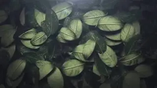 Leaf Transition - After Effects Template