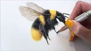 Drawing a Bee 🐝 in Colored Pencil - Time-Lapse | Jasmina Susak