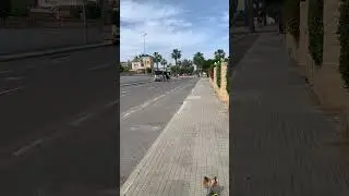 Утренняя прогулка.                  