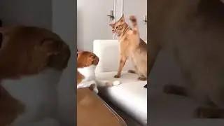 cats words 🥰😍 #trending #shortsvideo #shorts #shortsvideo #cat #cats #catlover #catvideos #catvideo