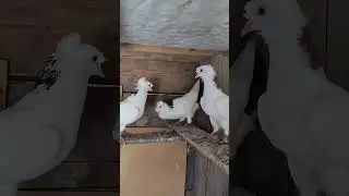 5.08.2024г Шейки Двухчубые на продажу Камо Варданяна 👍+79186477779