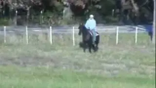 gaited morgan horse