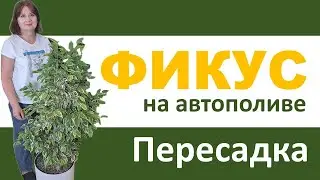 ФИКУС Бенджамина на автополиве. Пересадка крупного растения