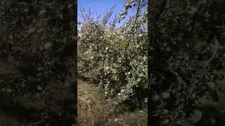 Город. Пенджикент
