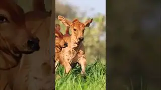 Cow #shorts