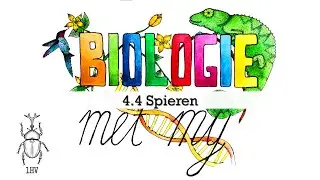 1HV - 4.4 Spieren