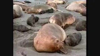 Out in Nature: Homosexual Behavior in the Animal Kingdom (1 of 6)