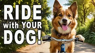 Doggie Joyride: Cycling Adventures Unleashed!