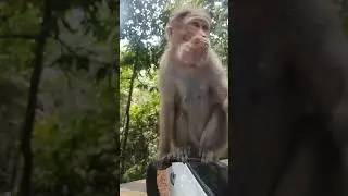 Monkey eating biscuits🧇🧇 #shorts #funny                          #comedyvideos #monkey #monkeys