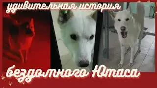 Потрясающая история бездомного пса  Ютас прошел 20 километров, чтобы...