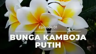 EPISODE 1: BUNGA Kamboja