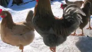 песня пеТУха Ку ка ре Ку