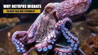 Octopuses Migrate to Deep Sea Hot Springs
