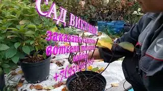 Подготовка метельчатой гортензии к зиме: #обрезка#осенняяискореняющаяобработка#АКЦИЯ#СКИДКА#Металика