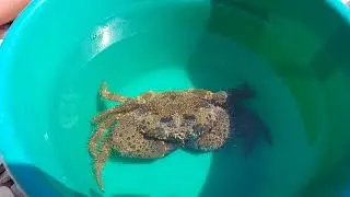 Серьезный краб.Хорватия крк