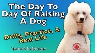 The Day To Day Of Raising A Dog:  Drills, Practice, and Real Life - Tips From Al The Dog Trainer