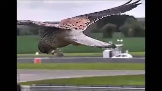 Сокол застыл в полете при сильном встречном ветре