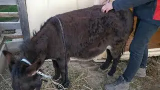 Séance d'ostéo pour Patty  de Bel'Âne qui a une fourbure