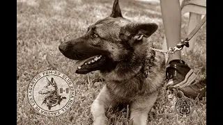 FOTOS TALLER DE FORMACIÓN PARA PERRO DE PROTECCIÓN VERACRUZ PUERTO.