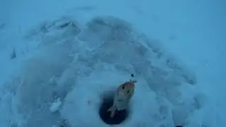 Плотва в оттепель