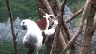Bronx Zoo Part 3.wmv
