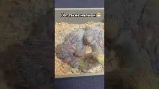 Птенцы попугаев 🐣