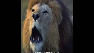 2 male lions invaded and were resisted by lionesses. After regrouping, 5 lions