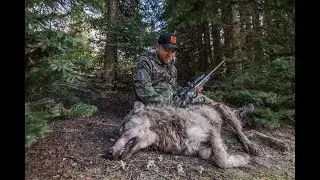 HUNTING BEARS & WOLVES IN IDAHO