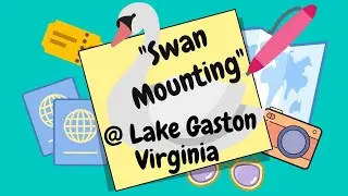 Swan Mounting @ Lake Gaston!
