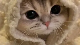✩°｡⋆⸜ 🎧✮ мяяяу плейлист для котиков ‎ ꒱🦋· ˚ ༘  🐳 //cats playlist