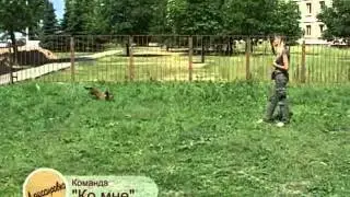 Дрессировка