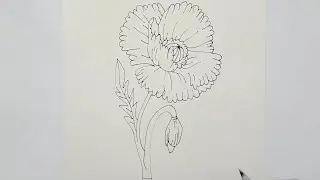 How to Draw a Poppy Flower Easy | Poppy Flower Drawing | Sketch Drawing | Easy Sketches