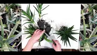 алоэ. ломаем или режем?