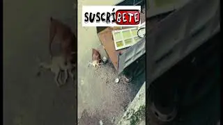 firulais el mejor actor ganador del oscar 2023 #shorts #shortsvideo #firulais #perros #comedy